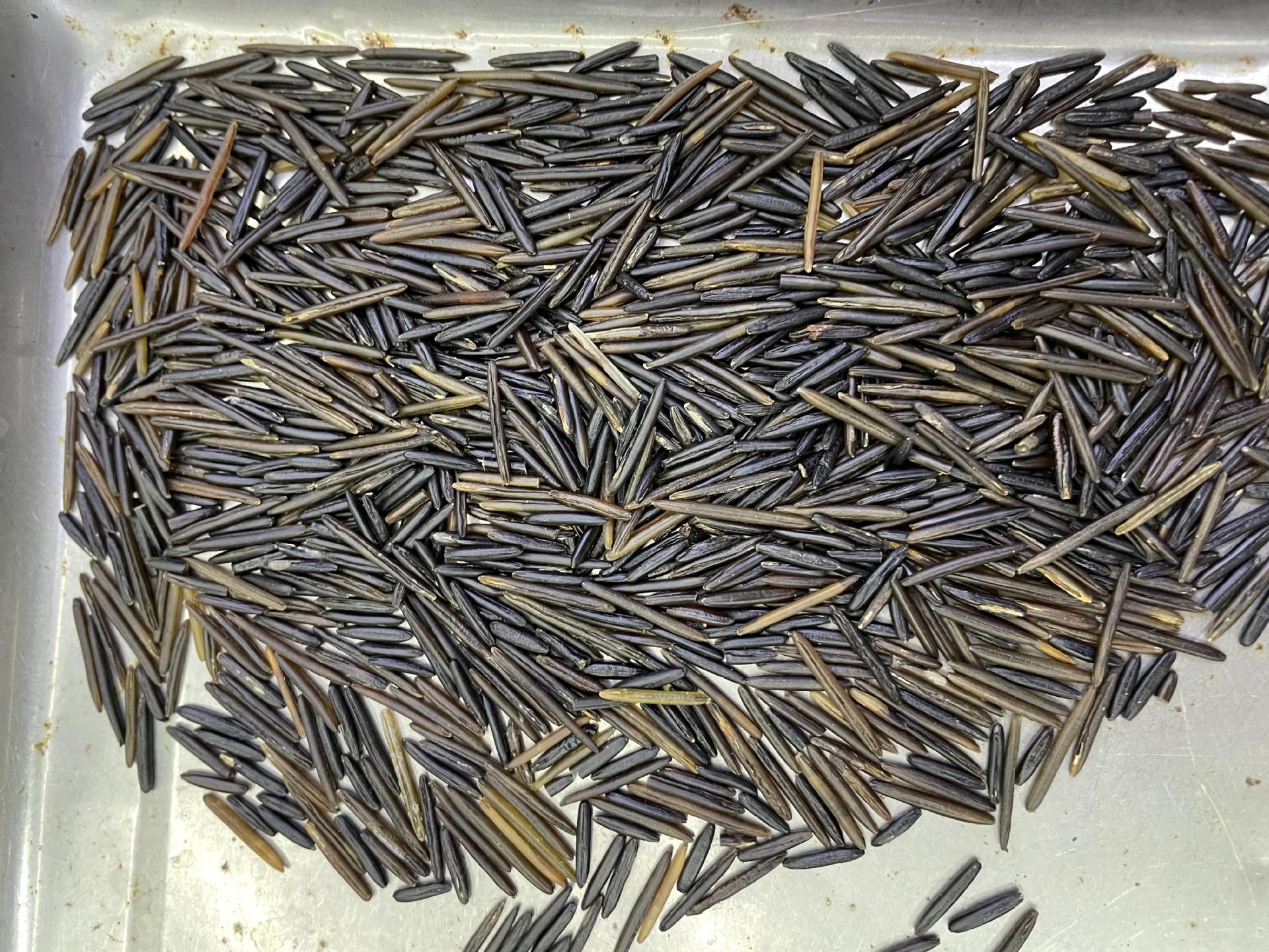 野米 批发加拿大苏比利亚冰湖一号野米菰米野黑米产地直销454克