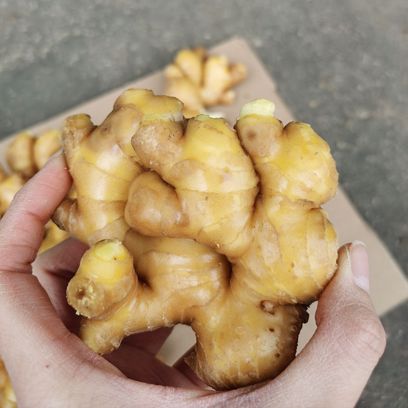 水洗黄姜1斤装免邮费 水洗新鲜姜 辛辣浓郁安丘黄姜厂家直供