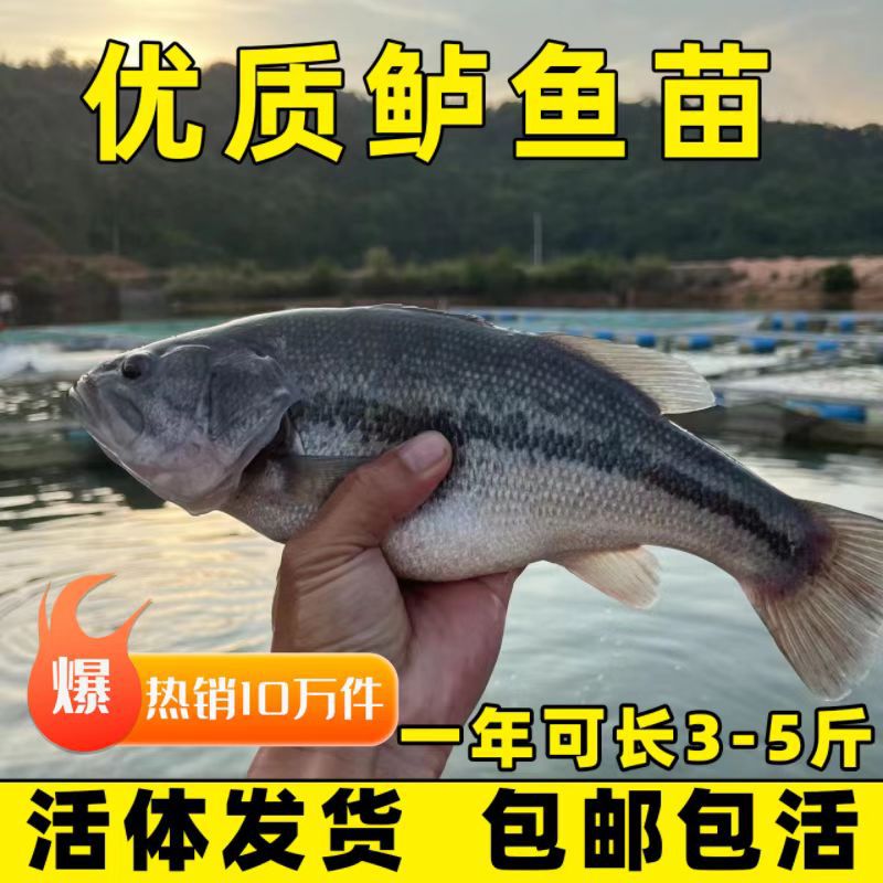 鲈鱼苗特大加州鲈鱼苗可食用大口黑鲈路亚凶猛肉食养殖淡水鲈鱼苗