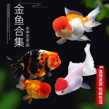 冷水鱼淡水观赏鱼日本锦鲤蝴蝶鲤金鱼和金小型淡水好养红鲤鱼纯种
