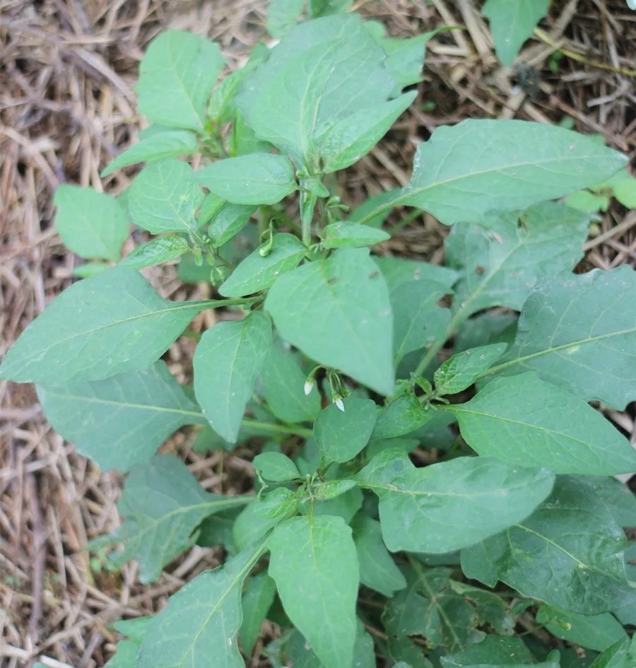 河南臭花菜图片大全图片