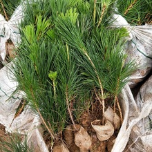 室内外黑松苗日本黑松耐寒植物四季常青黑松盆景盆栽素材基地批发