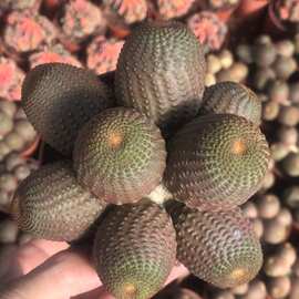 黑蝎子多头群生 仙人球 9-10厘米 多肉绿植  办公室 盆栽园艺批发