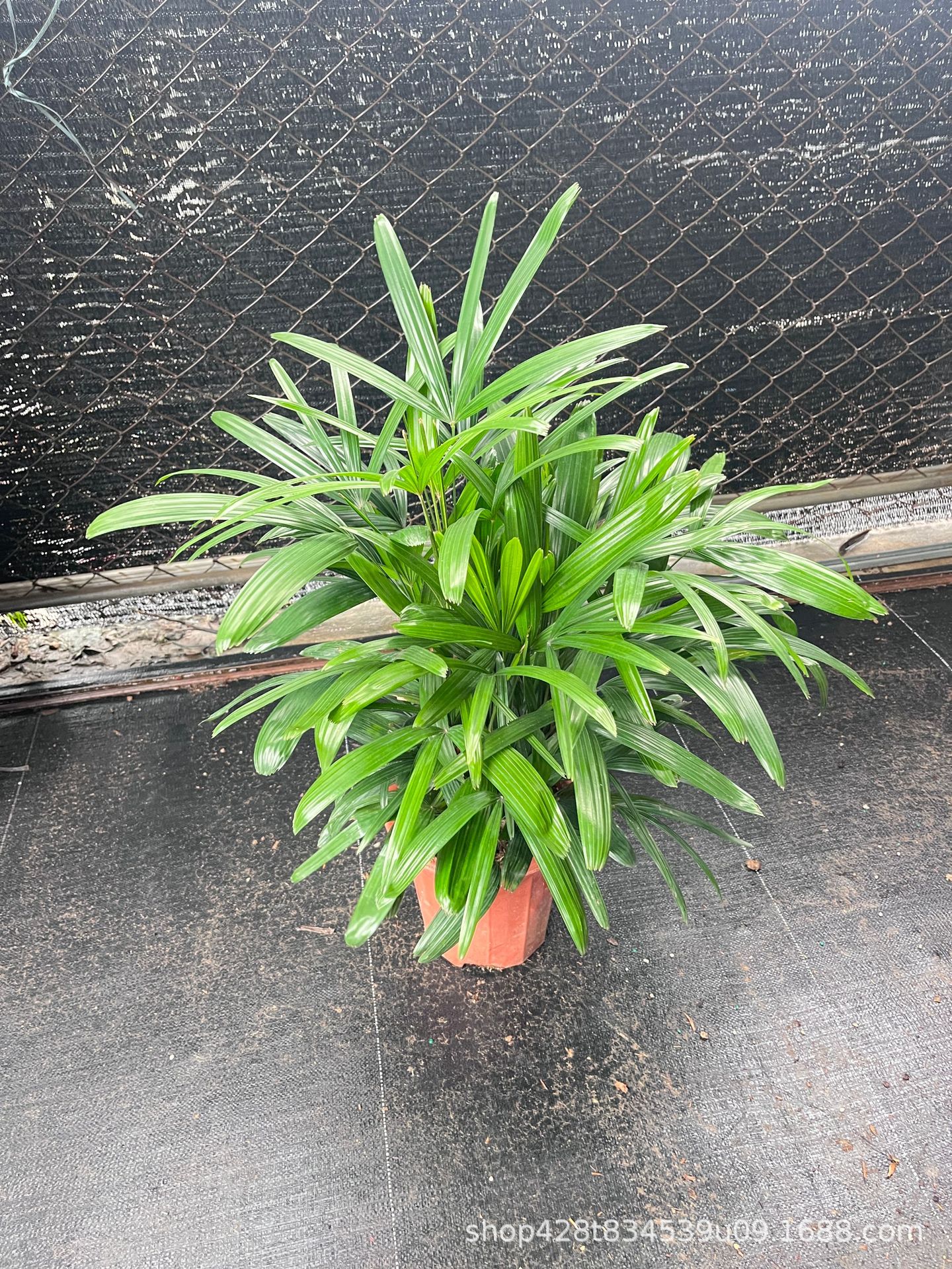 招财树棕竹盆栽室内绿植棕榈苗耐旱耐寒植物室外盆景四季常青绿化