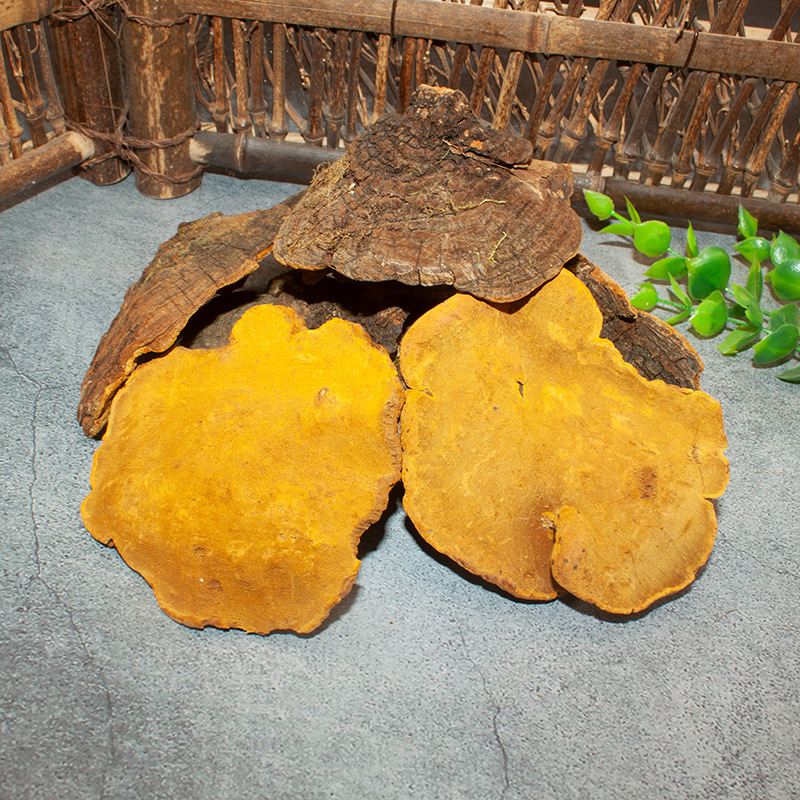 西藏岩桑黄 500g包邮金边桑树菌仿野生整只小个桑黄灵芝批发-阿里巴巴