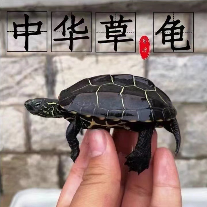 乌龟活物大巴西龟放生稀有观赏宠物龟苗黄金招财龟活体彩龟金钱龟