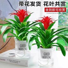 鸿运当头盆栽带花室内四季开花水培植物红掌一帆风顺花卉客厅鲜花