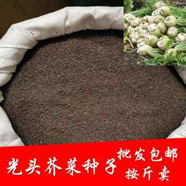 光头芥菜种子一斤半斤50克大头菜种子芥菜疙瘩种子榨菜四季菜种子