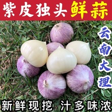 云南大理紫皮独头蒜新鲜大蒜紫皮蒜湿蒜农家蒜1-5斤一件批发代发