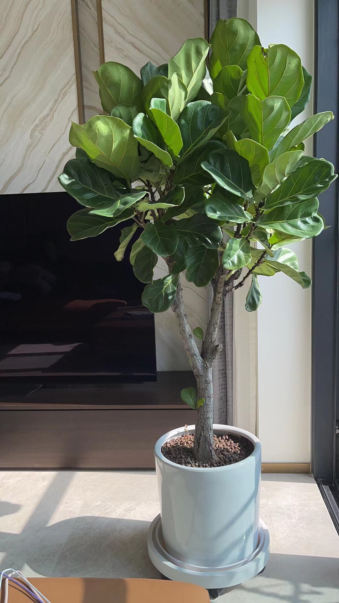 琴叶榕盆景一物一拍外室内客厅树型大老桩造型分叉多棒棒糖绿植物