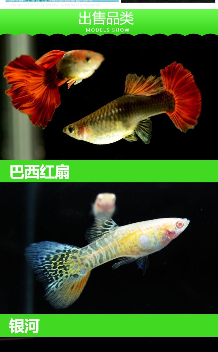 孔雀鱼批发孔雀鱼活体公母免邮纯种繁殖观赏鱼热带小型凤尾鱼玛丽