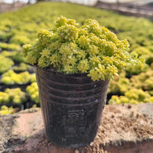 漳州多肉植物批发 黄金万年草 带土带盆 花卉盆栽绿植园艺微景观