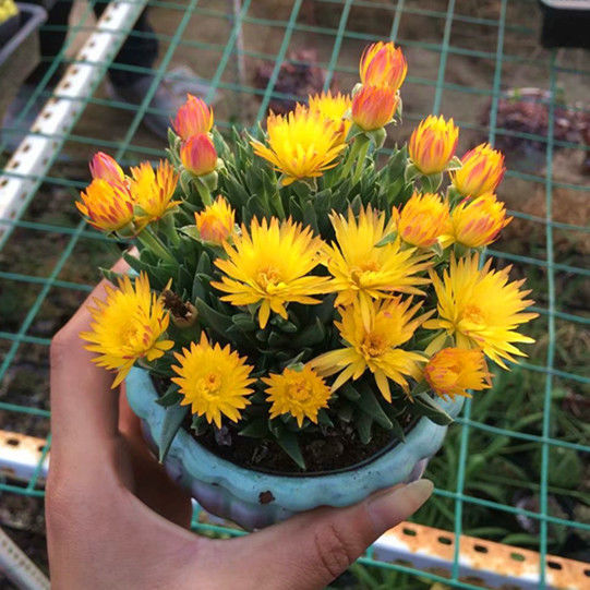 多肉植物多肉黄花照波开花肉肉群生老桩花卉绿植