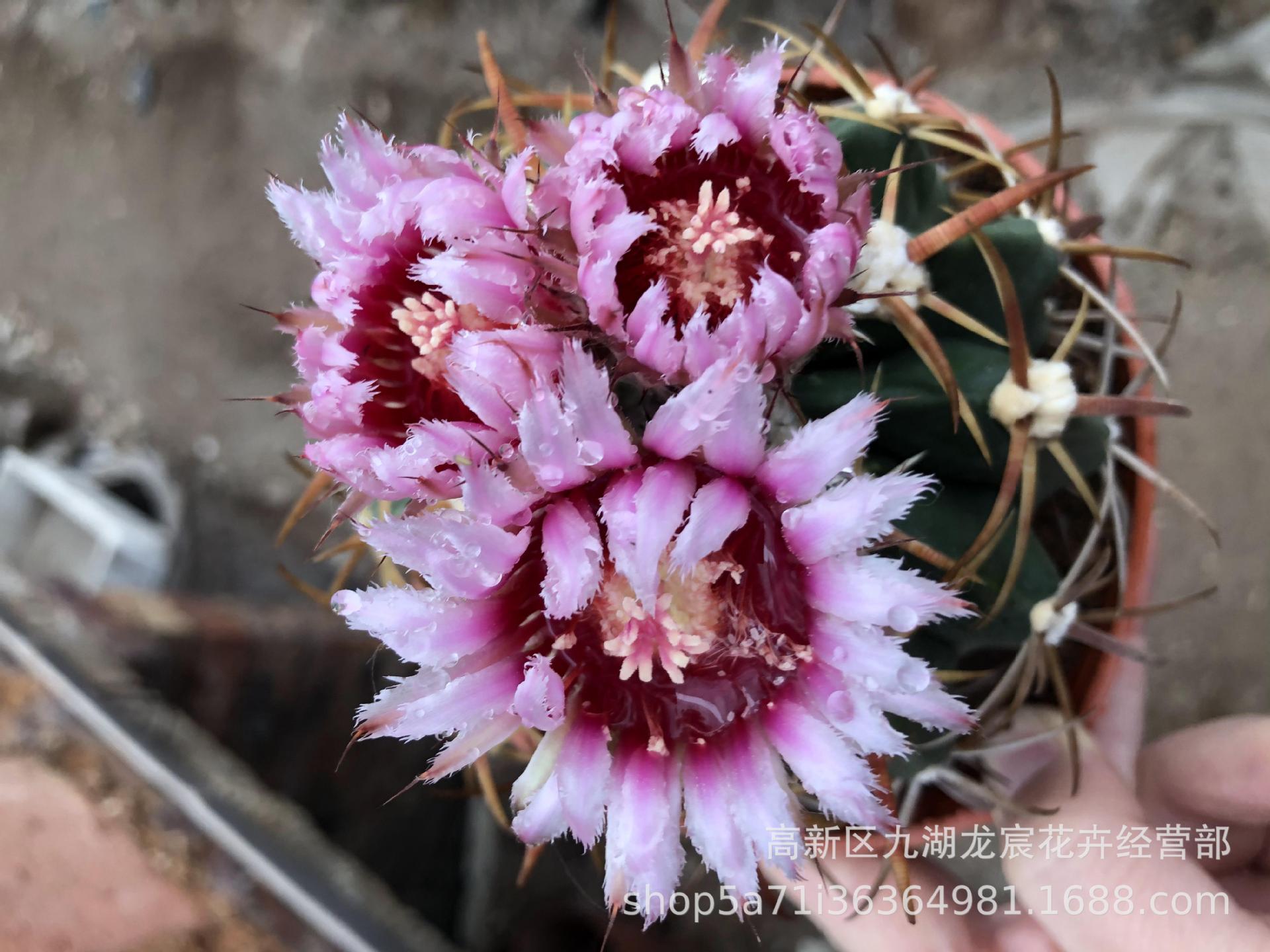 仙人球批发 实生凌波 强刺仙人球小盆栽 8-9公分 基地直发