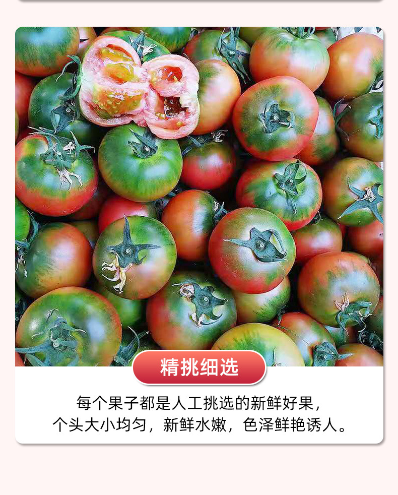 大连丹东铁皮柿子水果西红柿新鲜自然熟生吃应季绿腚草莓柿子番茄