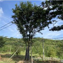 拆迁占地苗园林工程绿化苗庭院行道树苗朴树苗 朴树树苗 朴树小苗