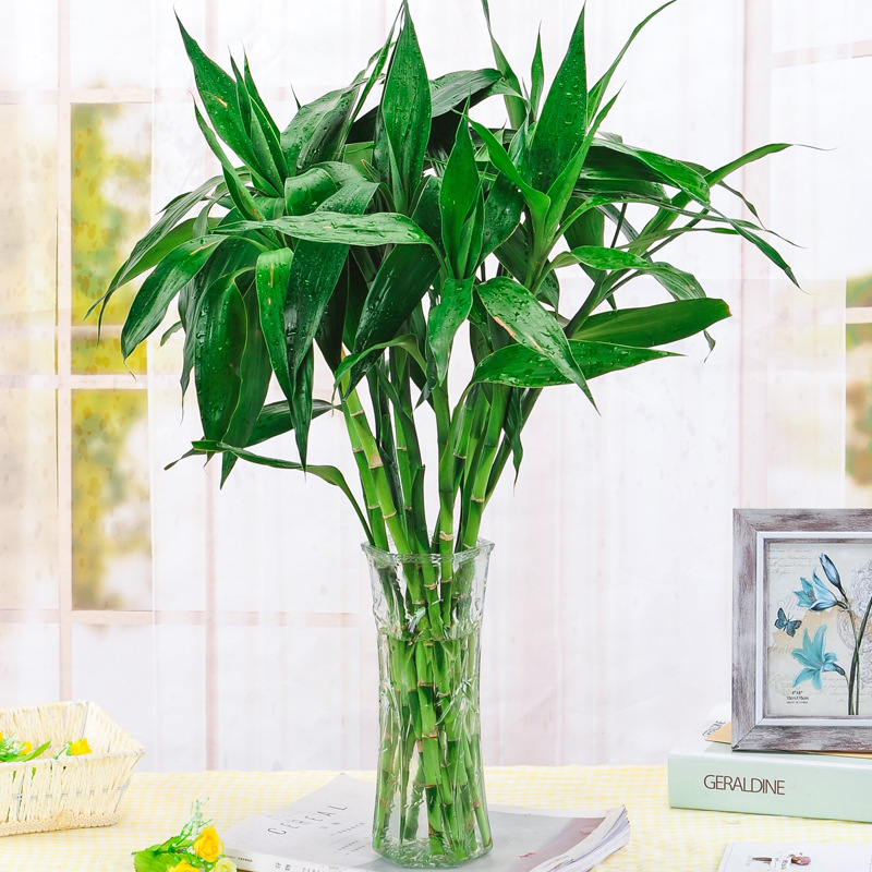 新紫富贵竹水培植物盆叶绿植花卉室内客厅水栽o绿萝大养转运竹节