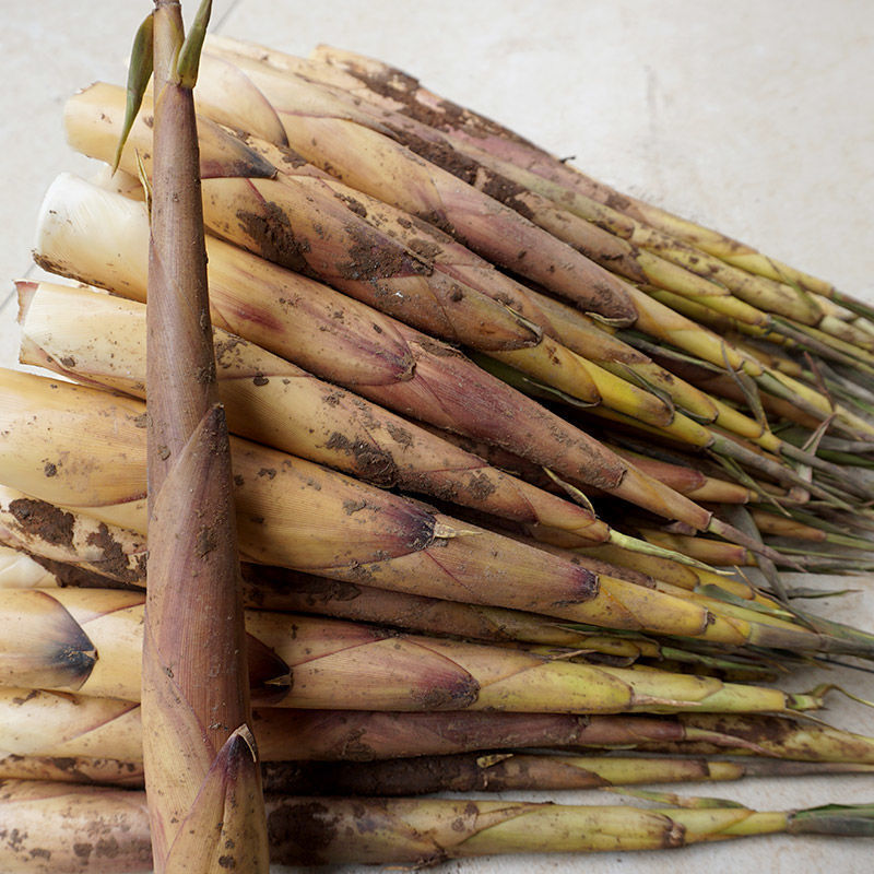 【四川笋子】-四川笋子厂家,品牌,图片,热帖-阿里巴巴