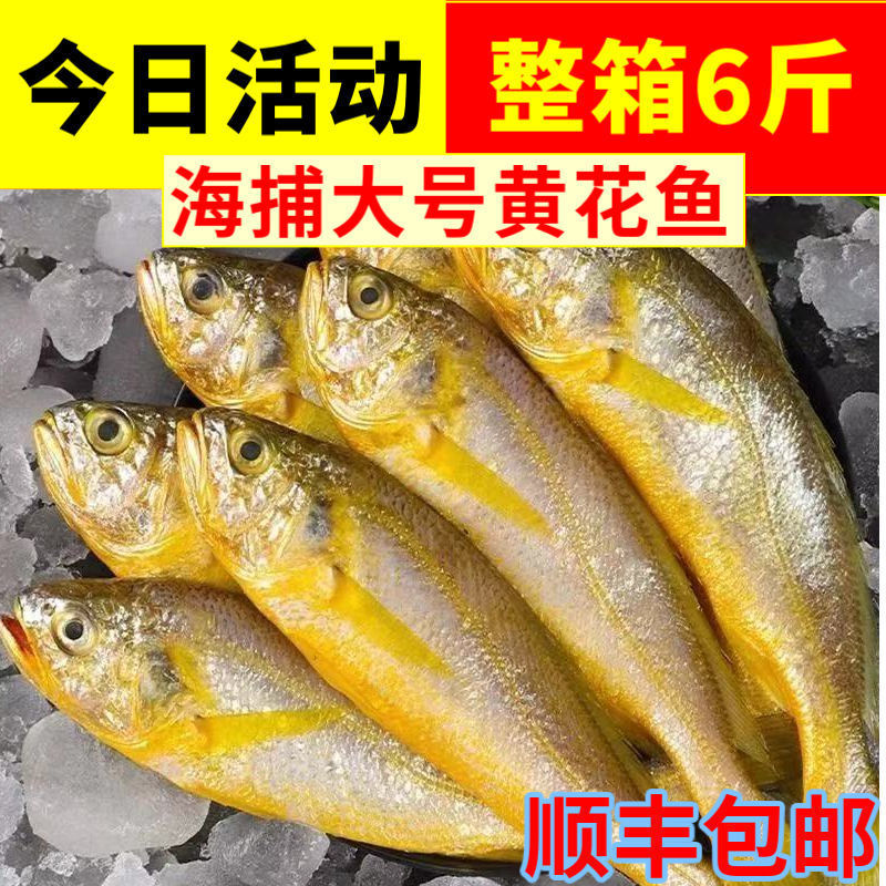 黄花鱼新鲜冷冻纯野黄鱼生东海小黄鱼海鲜水产鲜活鱼整箱3斤6斤