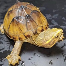 麝香龟黄金麝香深水龟鱼缸混养迷你宠物观赏龟蛋龟水产活物小乌龟