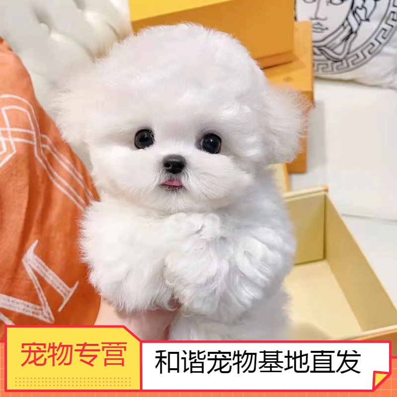 纯种比熊幼犬白色双血统赛级活体宠物比熊狗狗宠物狗直播-阿里巴巴