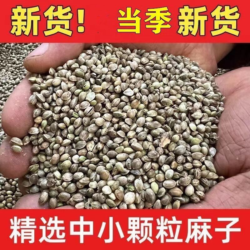 麻子鸟粮鸟食鹦鹉粮鸽粮仓鼠松鼠火麻仁麻籽大颗粒批发包邮火麻子