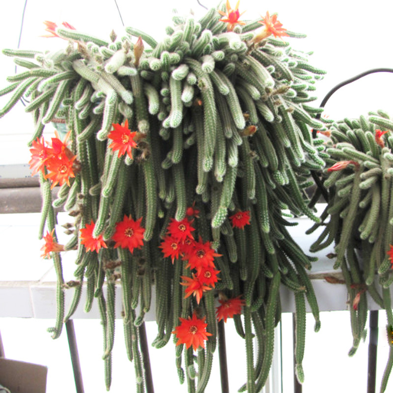 仙人指图片-海量高清仙人指图片大全 - 阿里巴巴