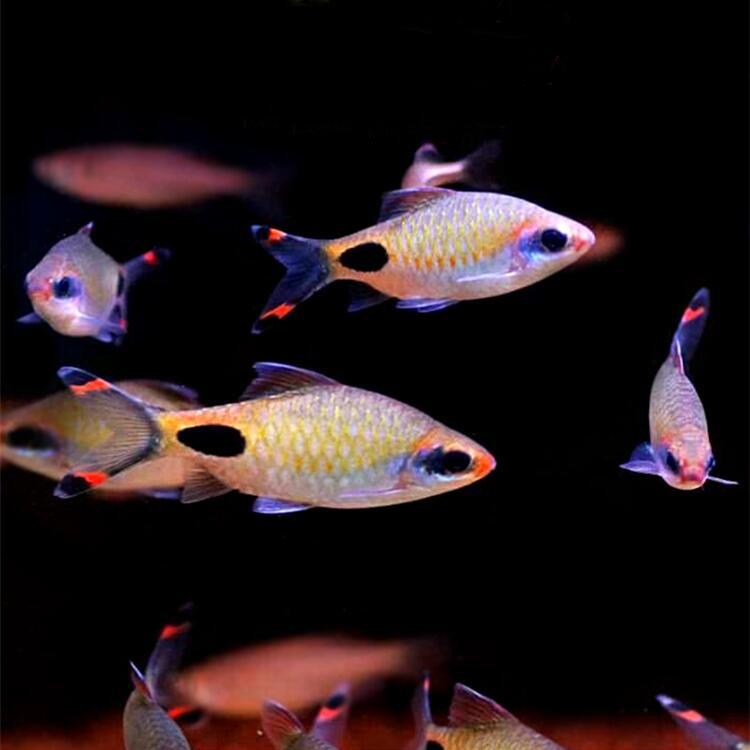 黑影道人淡水观赏鱼南美缸红线黑影道人灯鱼中大型热带灯科鱼