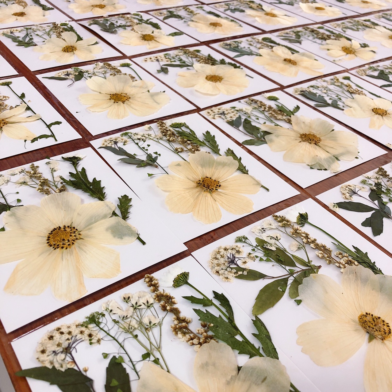 格桑花波斯菊天然干花压花标本相框押花画香薰蜡烛速卖通货源批发