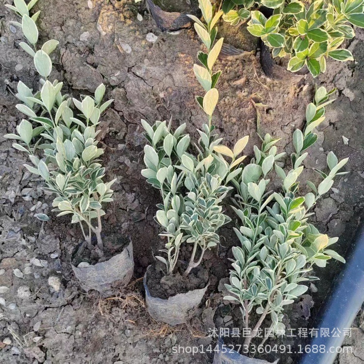 金边东青小苗批发 街道绿化 卫矛杯苗 规格齐全 金边黄杨苗