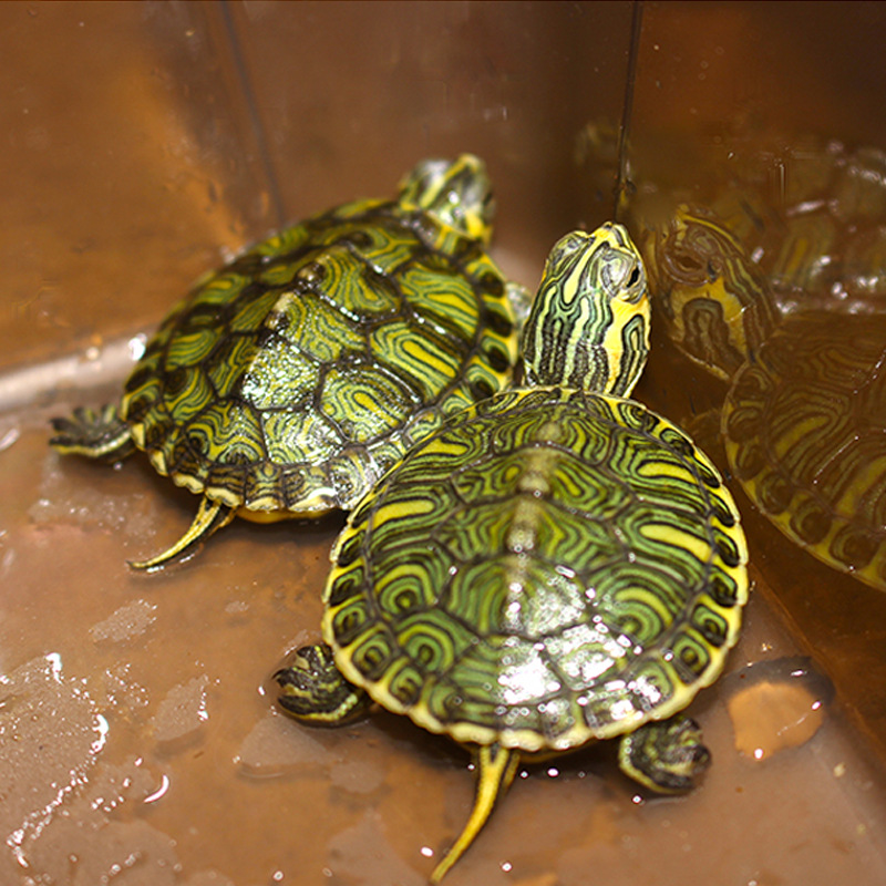 黄耳深水龟鱼缸混养冷水长寿小乌龟活物稀有观赏招财吃粪包到家