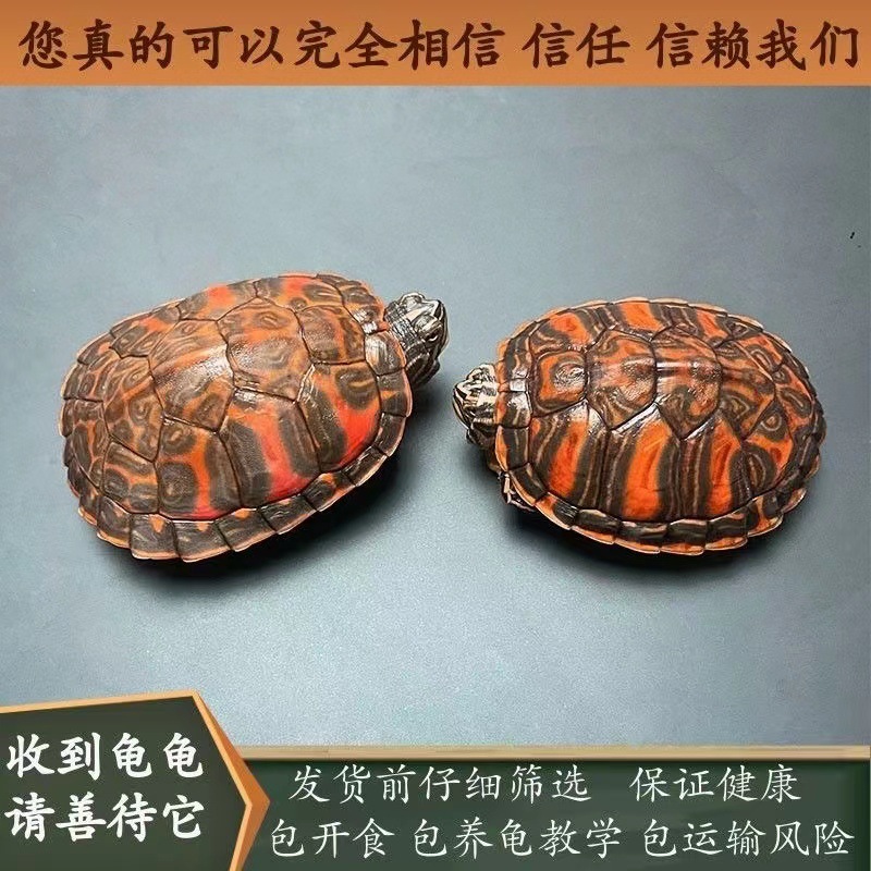 火焰龟深水龟鱼缸混养小乌龟活物稀有活体小宠物吃粪龟清洁龟冷水