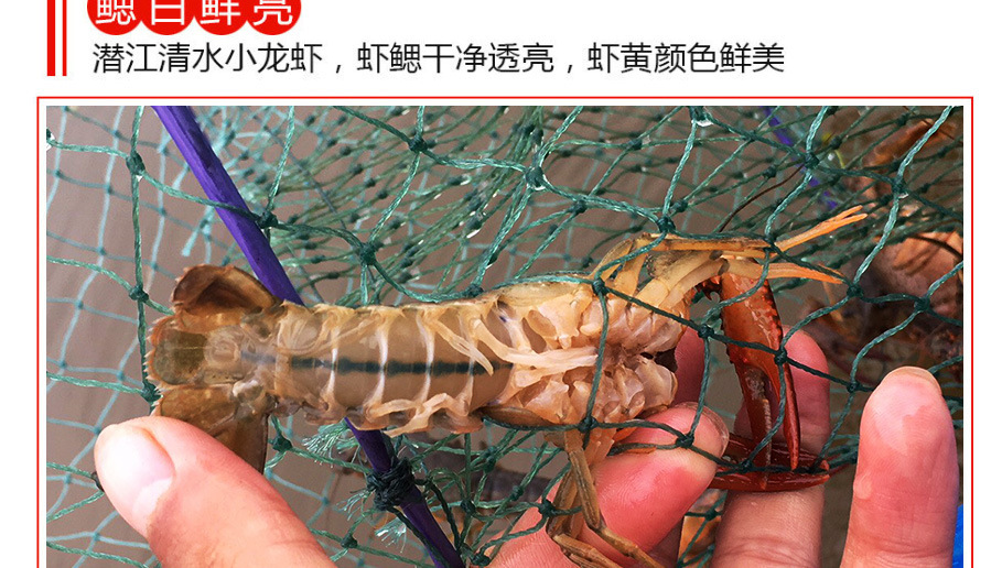 湖北基地小龙虾鲜活虾种抱卵虾虾苗青苗活体淡水养殖幼苗繁殖繁育