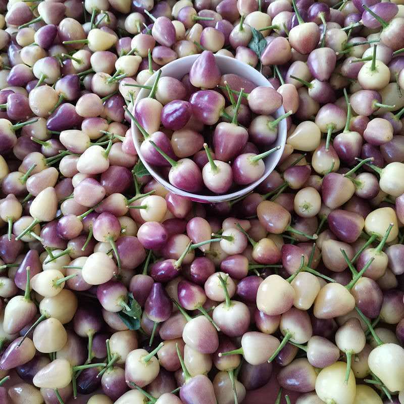 2斤包邮 珍珠辣椒广西五彩泡椒七彩泡椒灯笼椒酱香酸味酱油野山椒