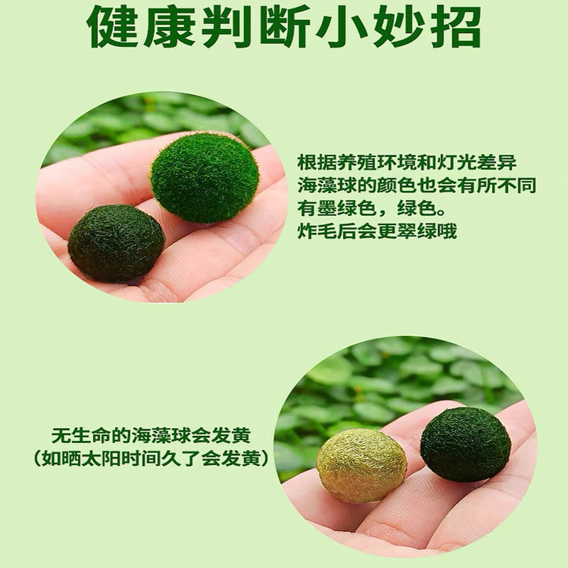 幸福海藻球