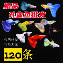 鱼天使鱼观赏鱼凤尾鱼苗淡水宠物鱼好鱼纯种鱼孔雀鱼