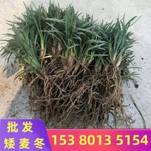 玉龙草 矮麦冬草 宽叶麦冬金边麦冬地被植物