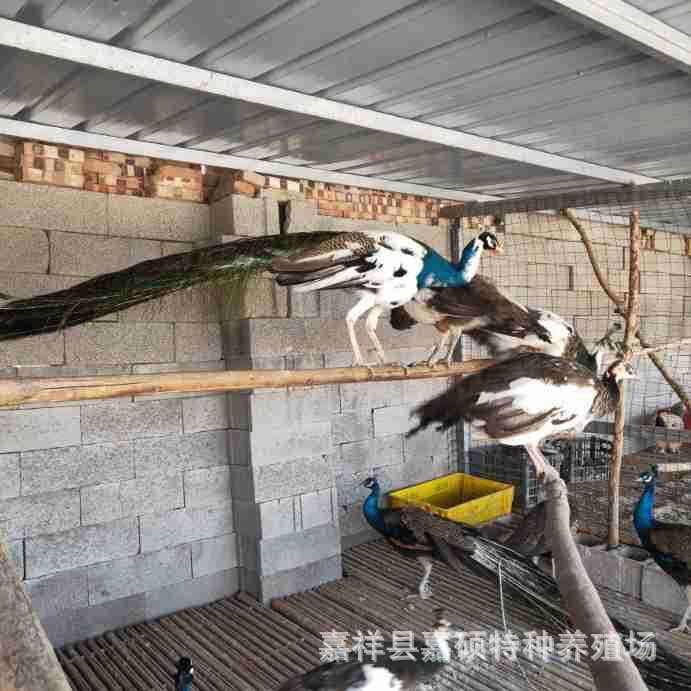 景区观赏花孔雀孔雀活体多少钱一只成年孔雀养殖场长年出售孔雀蛋