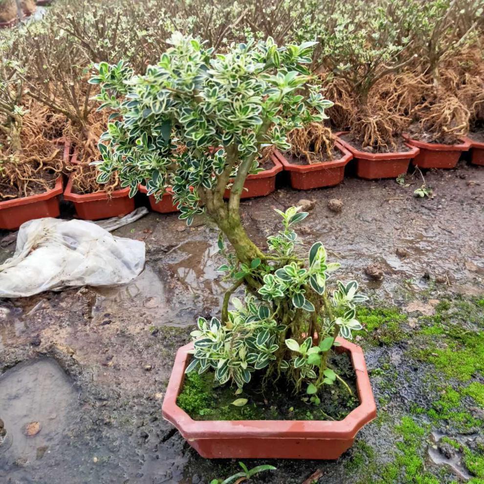 小叶福建茶开花结果小盆景附石盆景好养易活阳台小绿植