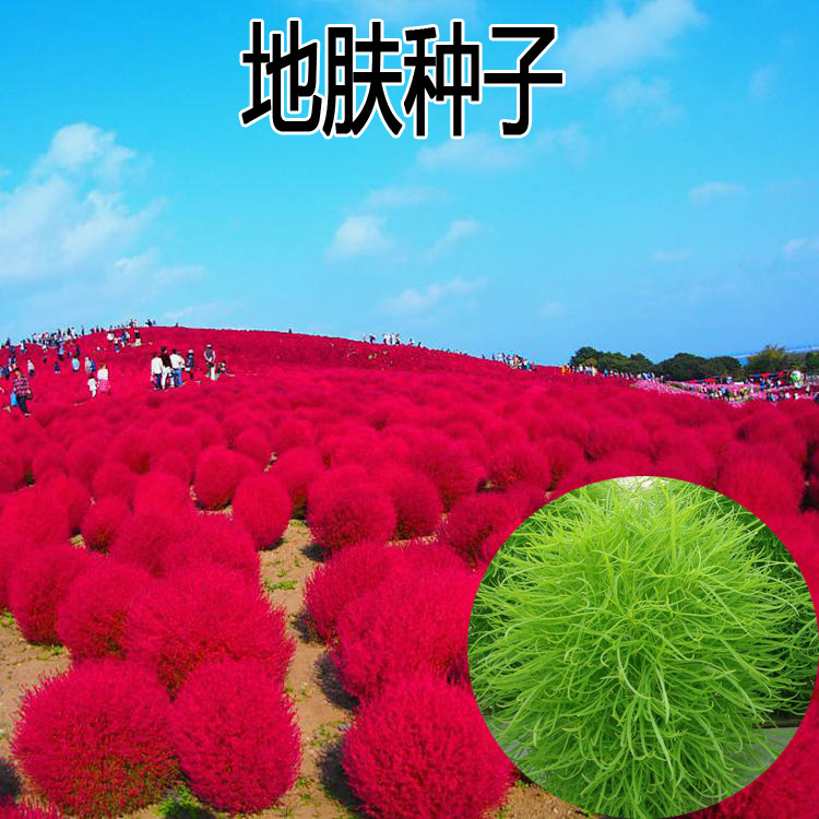 太阳花种子松叶牡丹半支莲四季种植重瓣单瓣混色七彩花种籽批发