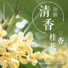 桂花树苗八月黄金桂丹桂庭院大型别墅地栽盆栽植物耐寒四季桂绿化