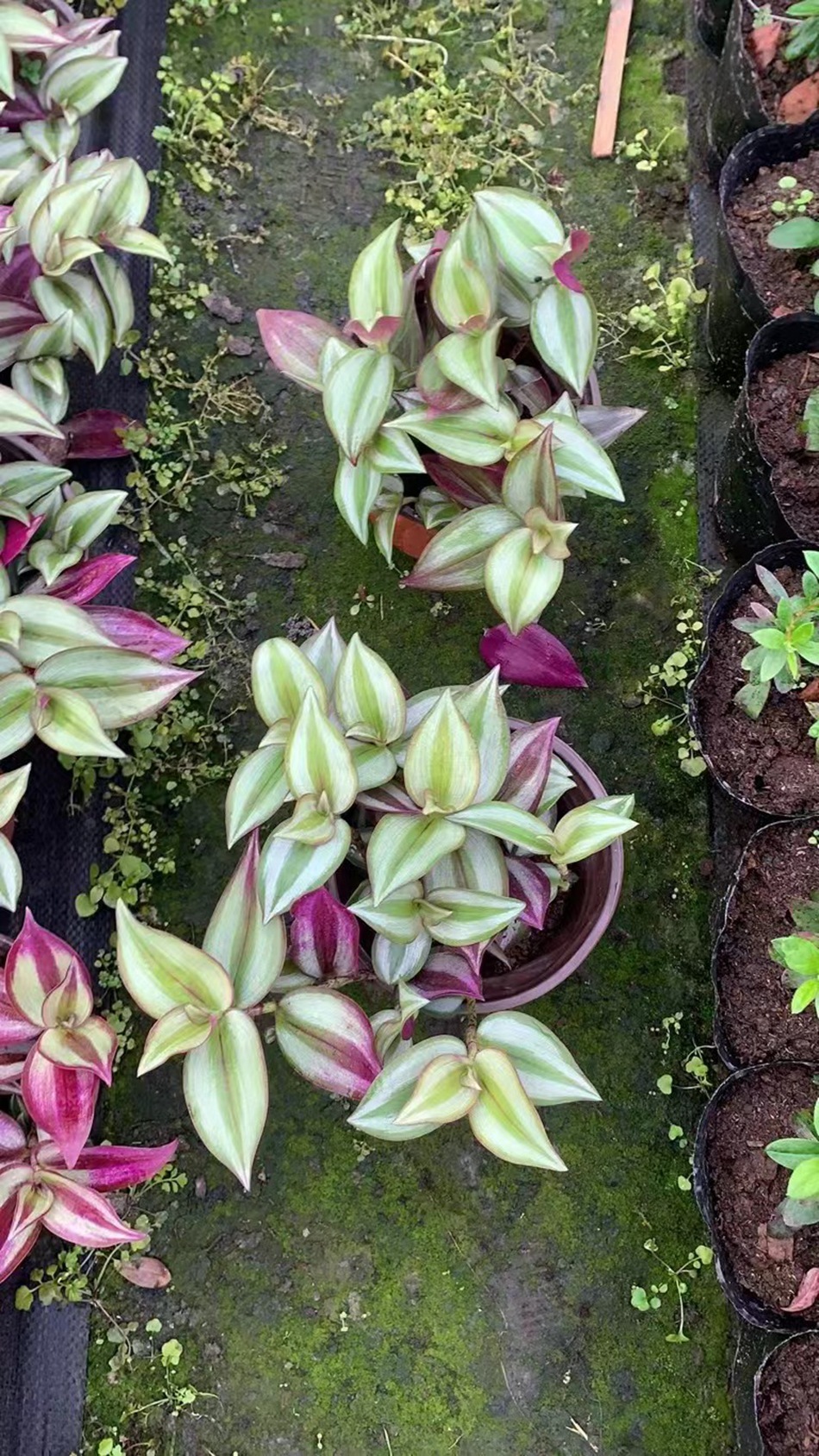 商品描述规格140#双色盆装 冠幅15-20cm植物品种吊竹梅干湿习性中性