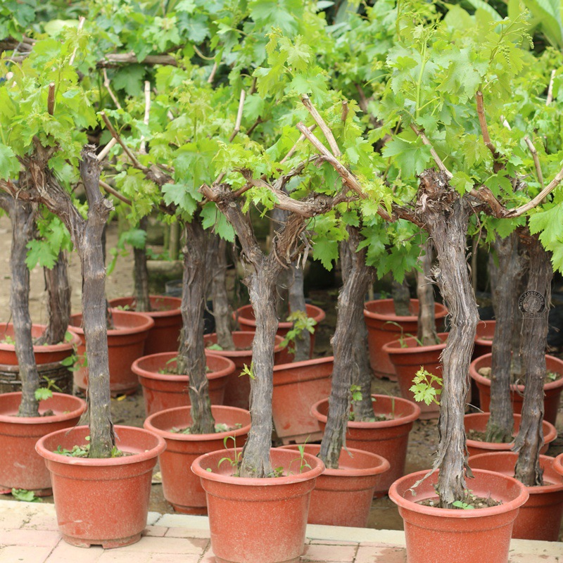 葡萄树苗萄葡树苗水果树苗南方北方种植四季盆栽爬藤当年结果