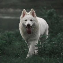 纯白色德牧幼犬进口瑞士牧羊犬活体护卫犬警犬纯种白德牧幼崽警犬