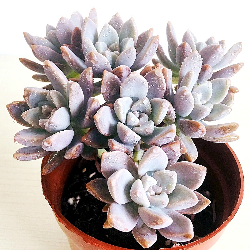 幽灵公主多肉植物云南露养精品萌肉肉淡雪老桩室内办公室庭院盆景