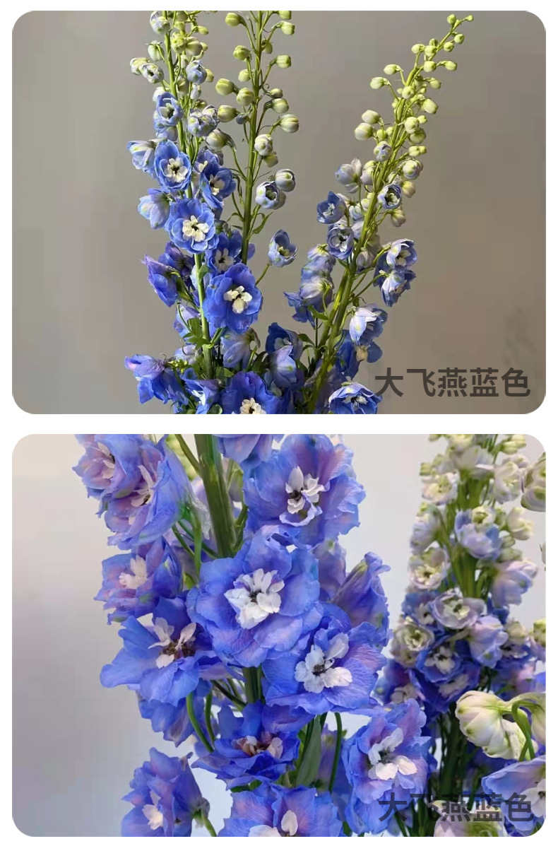 小飞燕千鸟飞燕大飞燕鲜切花昆明基地新鲜批发居家婚庆