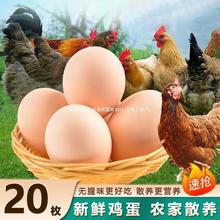 依禾农庄新鲜农家土鸡蛋散养土鸡蛋柴鸡蛋初生蛋草鸡蛋一整箱批发