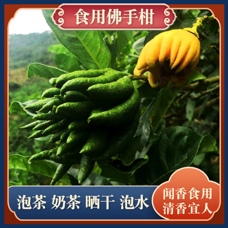 云南佛手柑新鲜佛手奶茶店闻香奶茶金水培佛手果