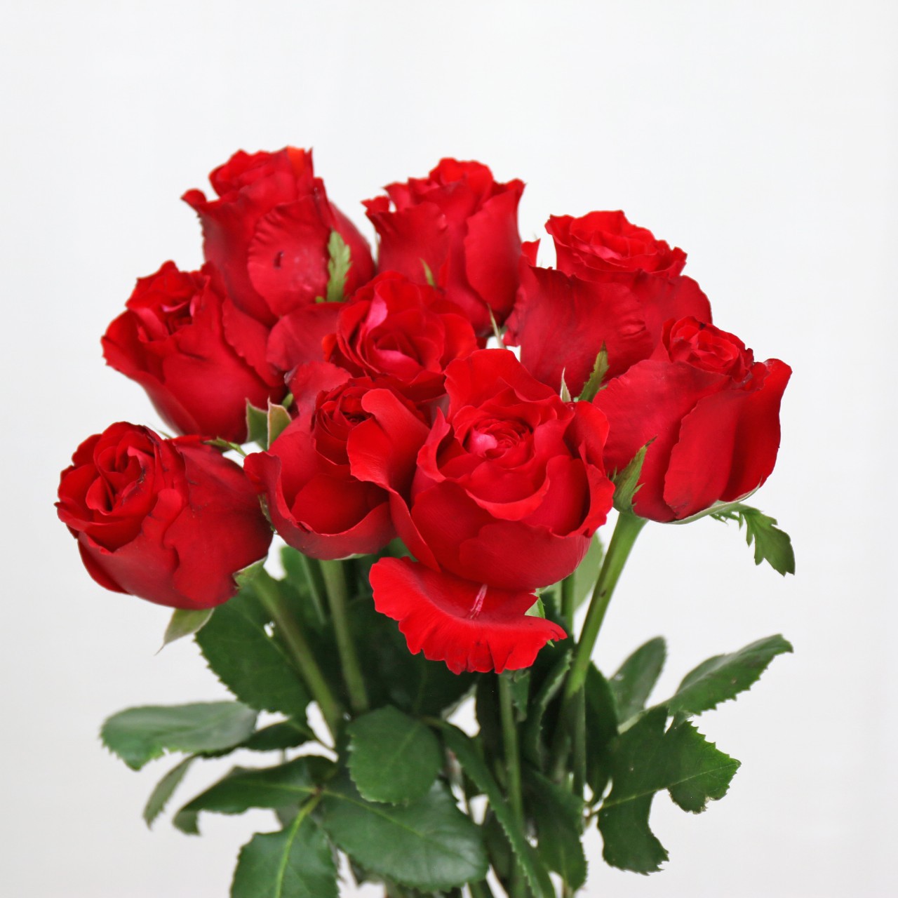 法兰西法国玫瑰-法兰西法国玫瑰厂家,品牌,图片,热帖-阿里巴巴