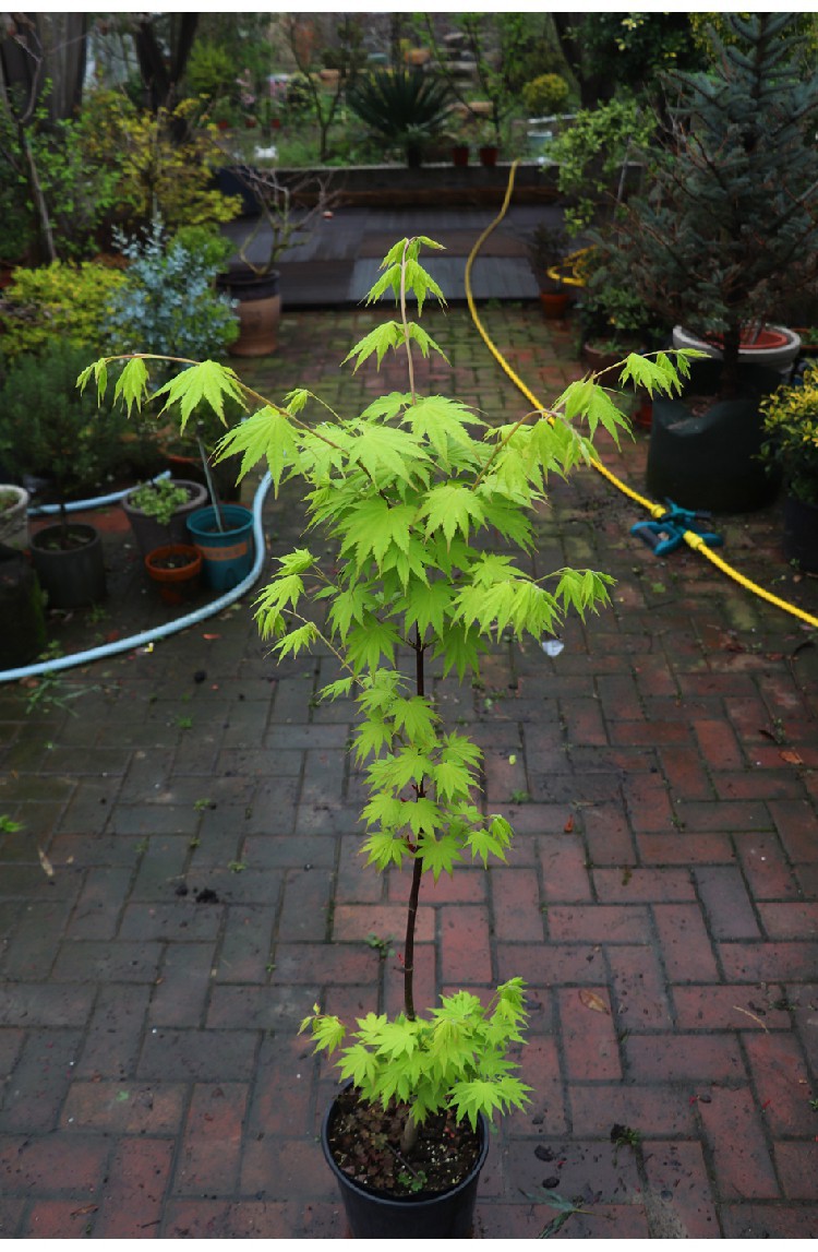 [嘉瑞]红枫树种 彩色枫树 流泉 约旦女神 茜空 红小袖嫁接盆栽苗